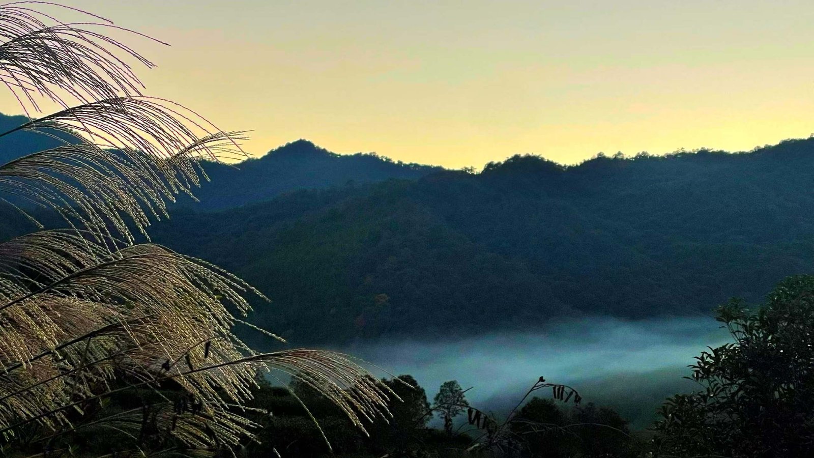 Misty Chinese tea mountains at dusk