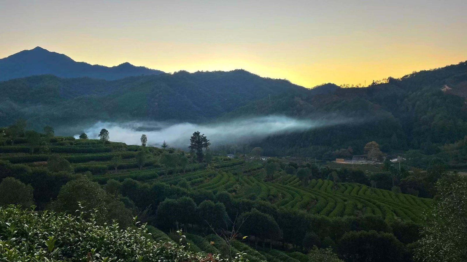 Chinese mountain tea terraces